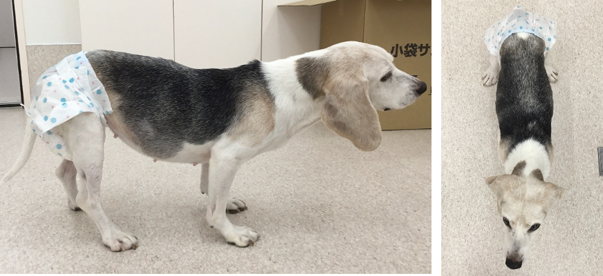幹細胞治療2年後 体重11.0㎏
